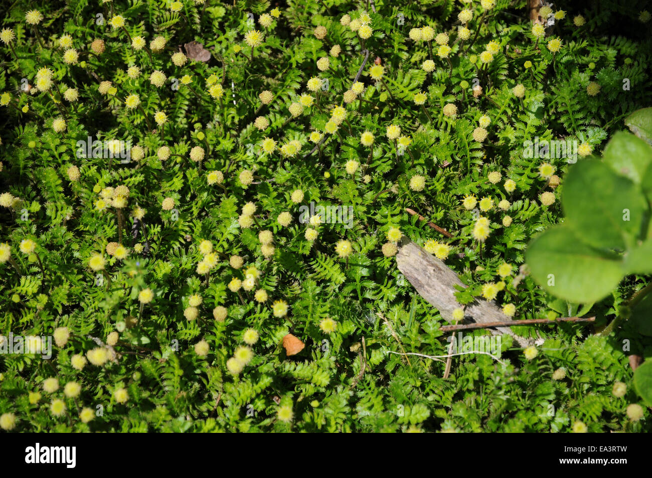 New Zealand Messing bottons Stockfoto