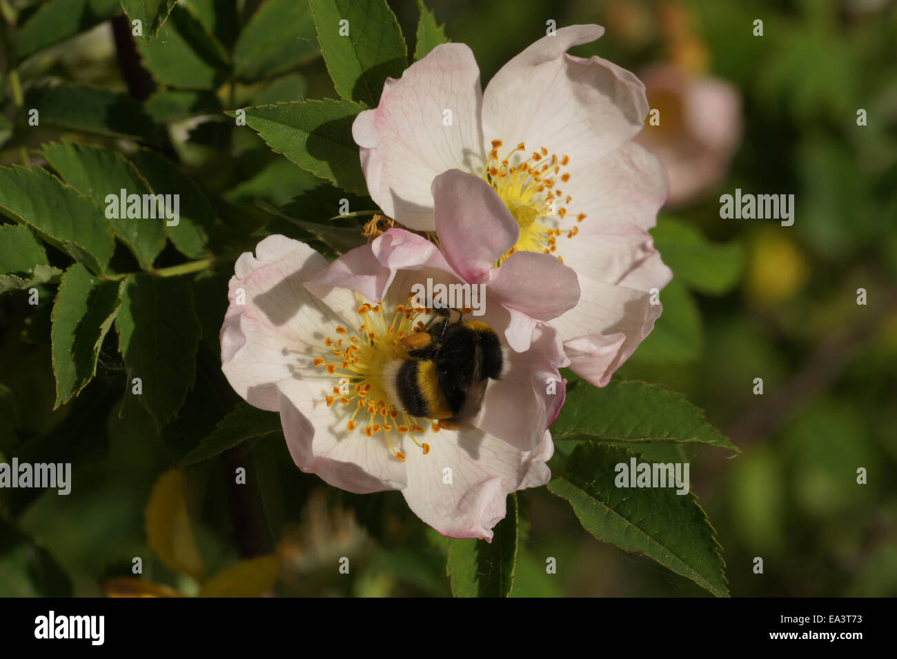 Dog Rose Stockfoto