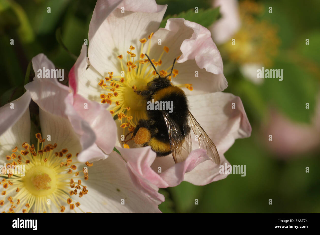 Dog Rose Stockfoto