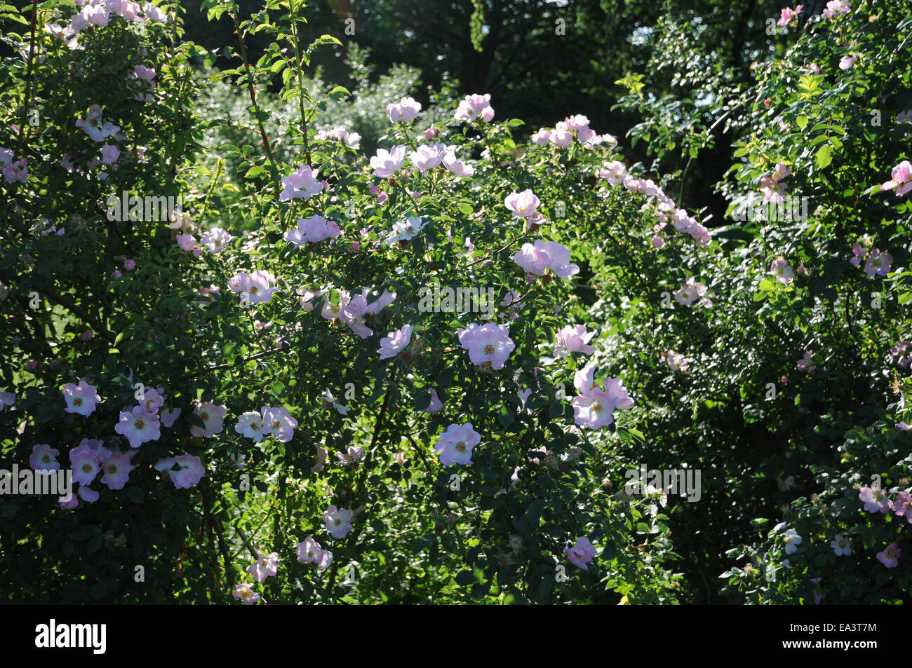 Dog Rose Stockfoto