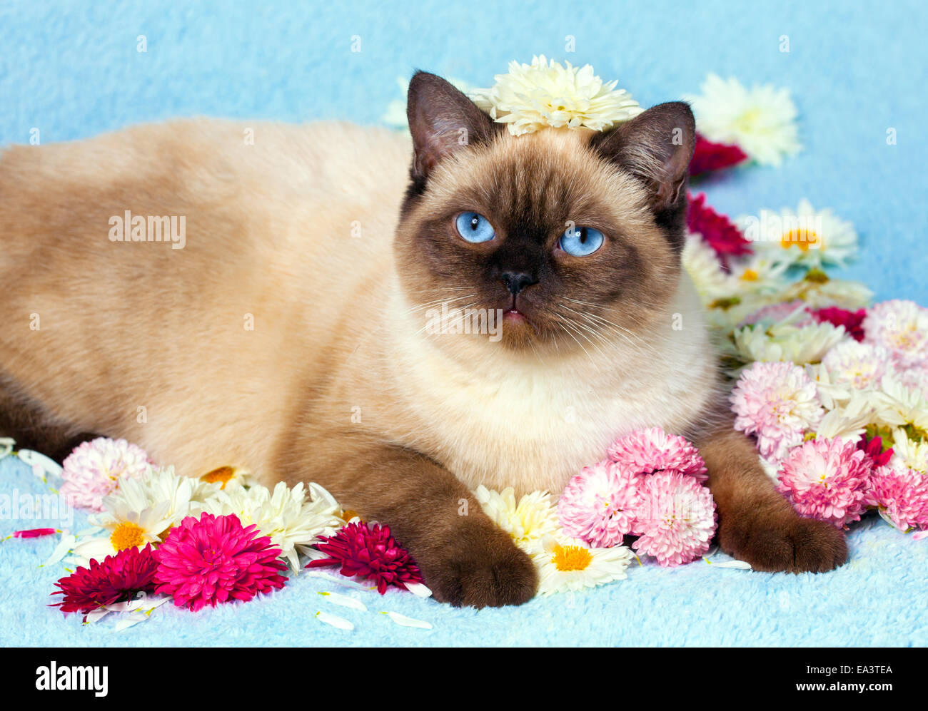 Cute Farbpunkt Britisch Kurzhaar Katze entspannt auf blaue Decke bedeckt mit Blumen Stockfoto