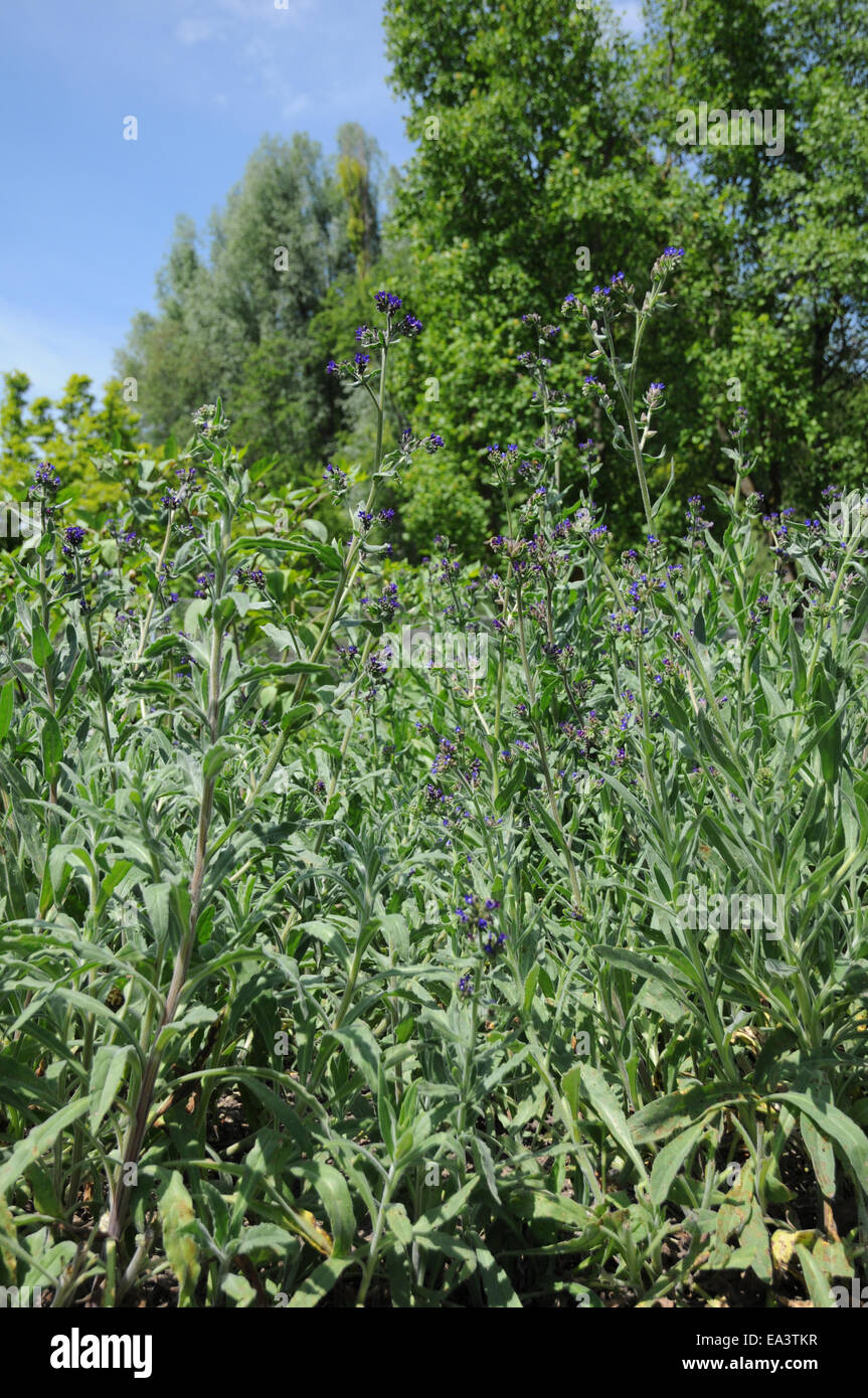 Gemeinsame bugloss Stockfoto