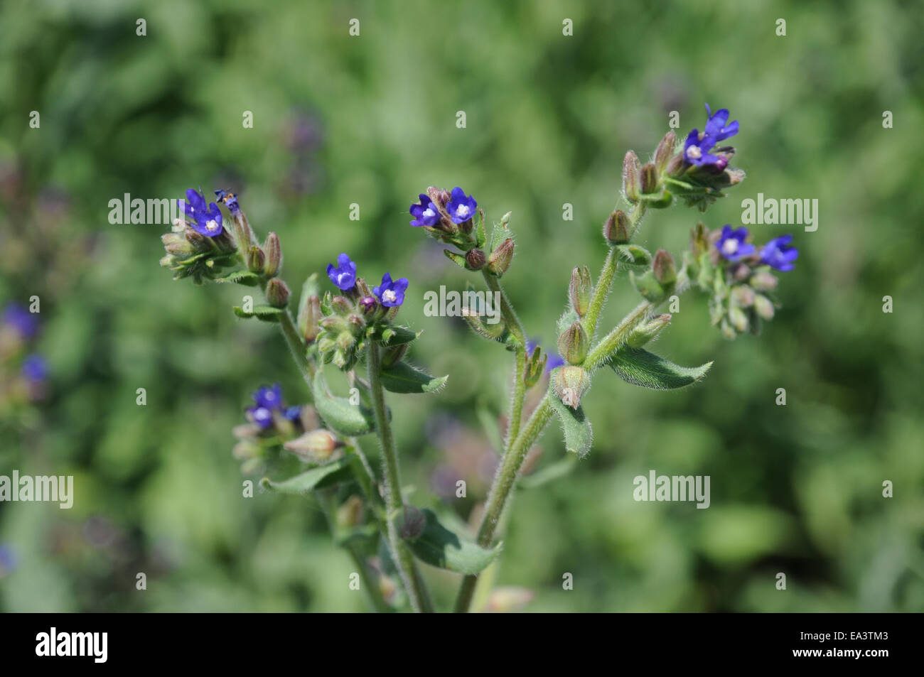 Gemeinsame bugloss Stockfoto
