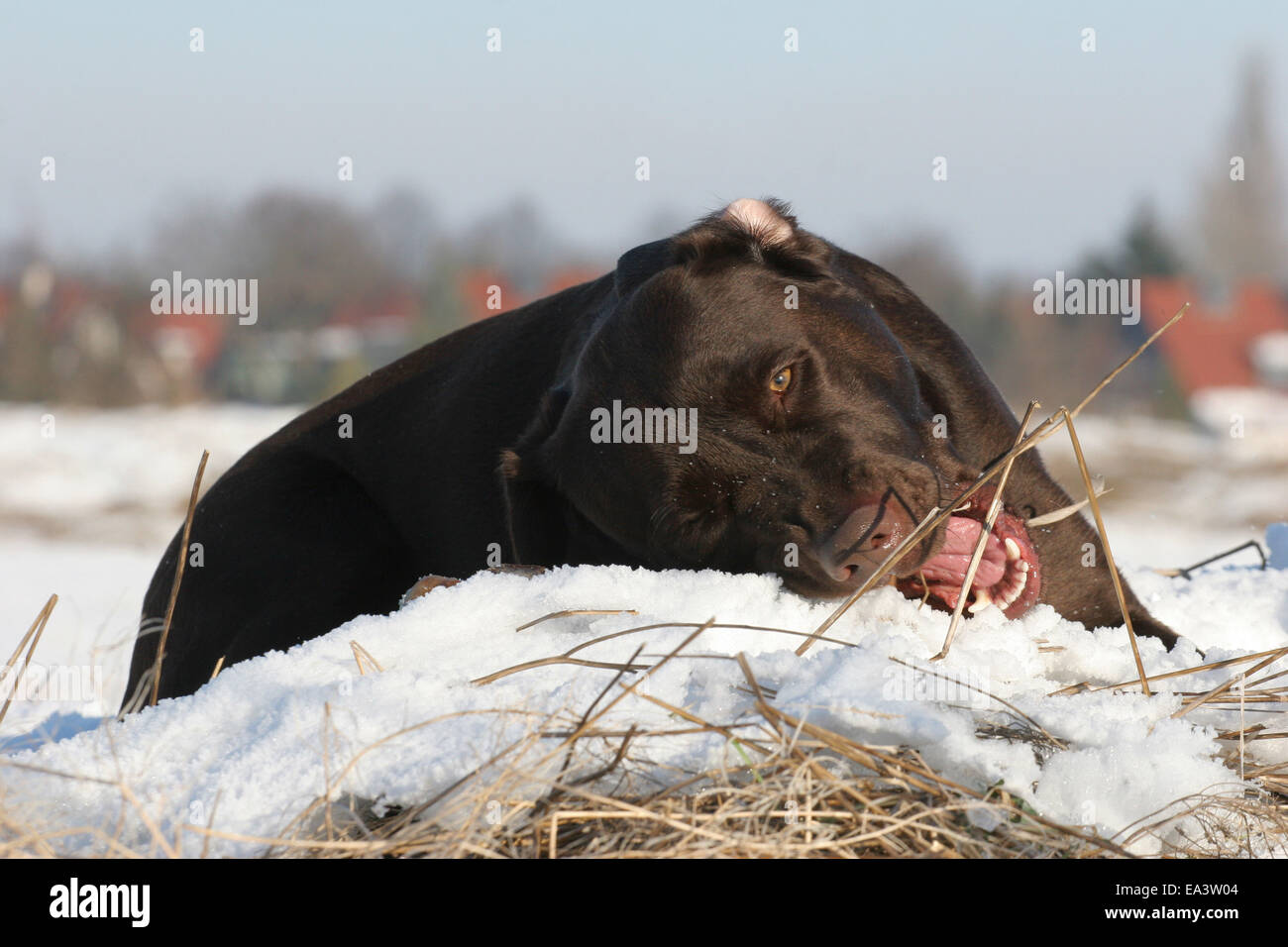 Labrador Retriever im Schnee Stockfoto