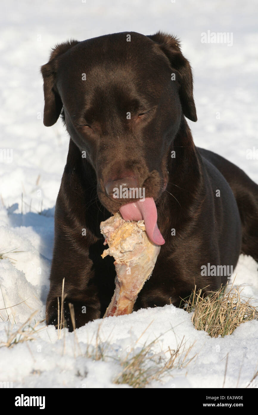 Labrator frisst Knochen Stockfoto