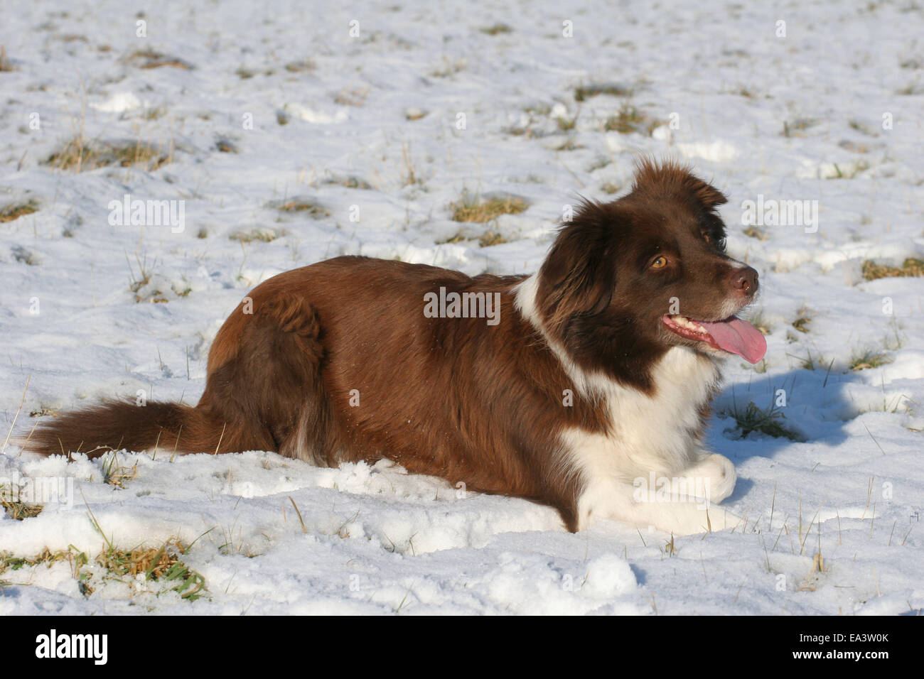 Border Collie im Schnee Stockfoto