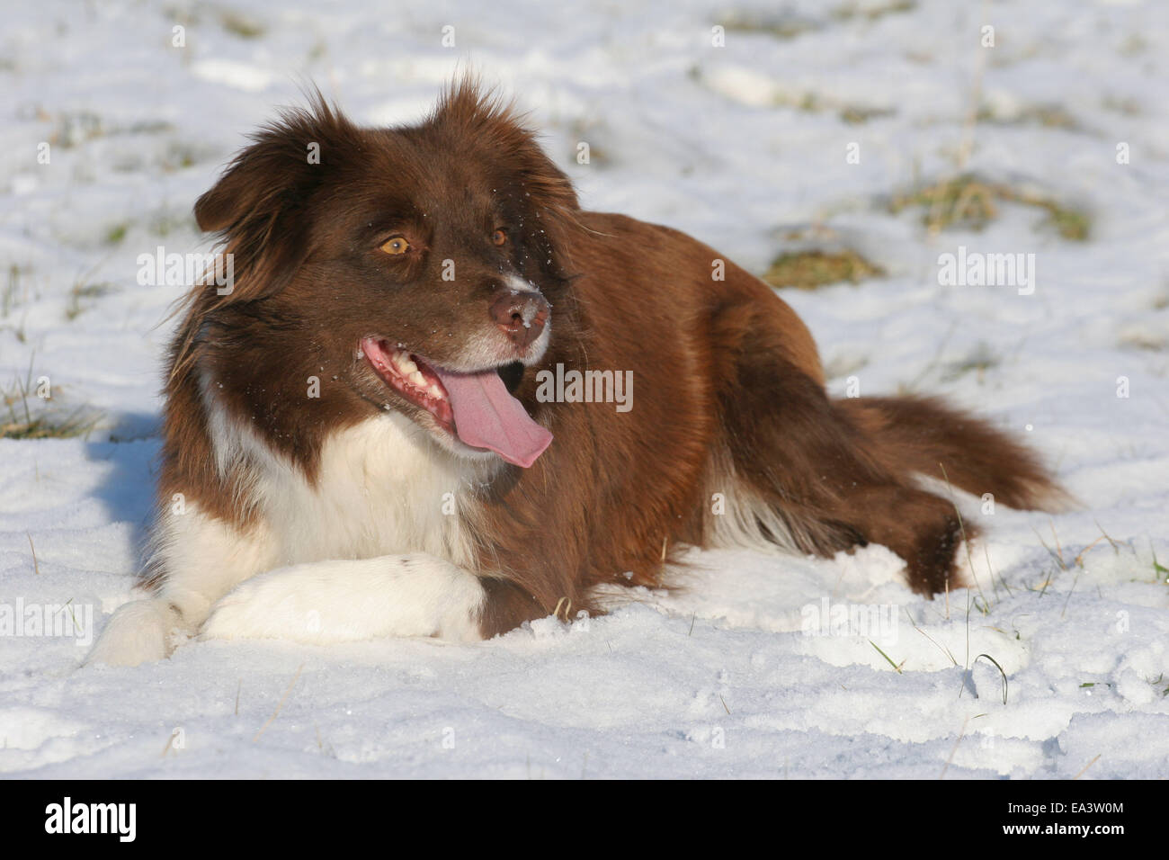 Border Collie im Schnee Stockfoto