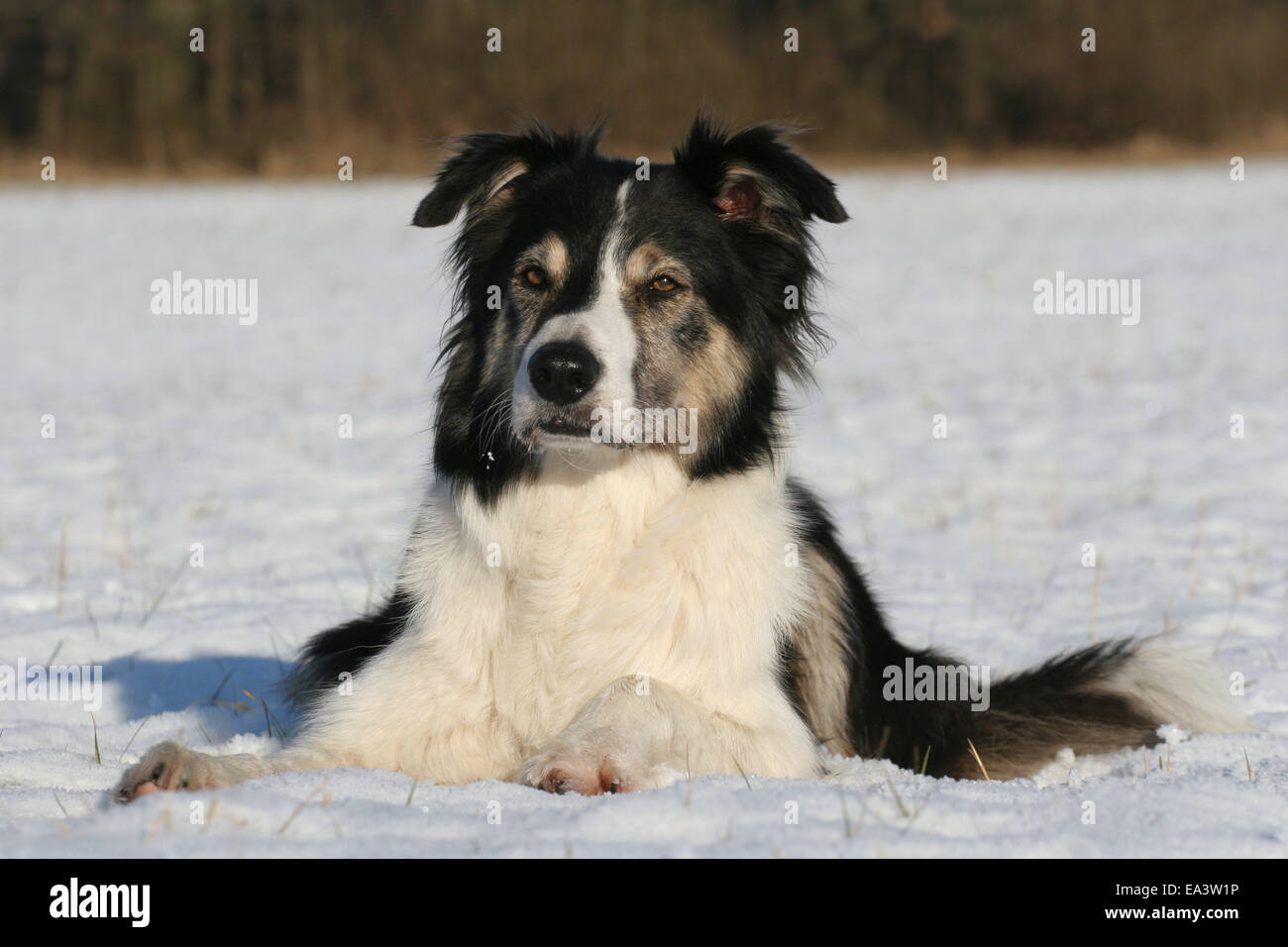 Border Collie im Schnee Stockfoto