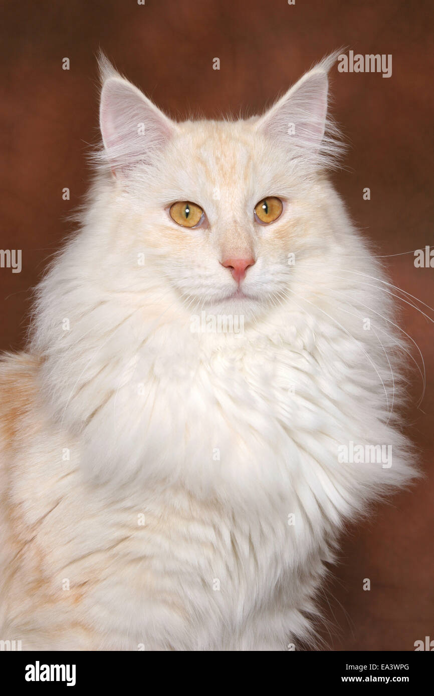 Norwegische Waldkatze Stockfoto