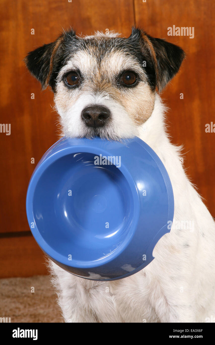 Parson Russell Terrier mit Futternapf Stockfoto