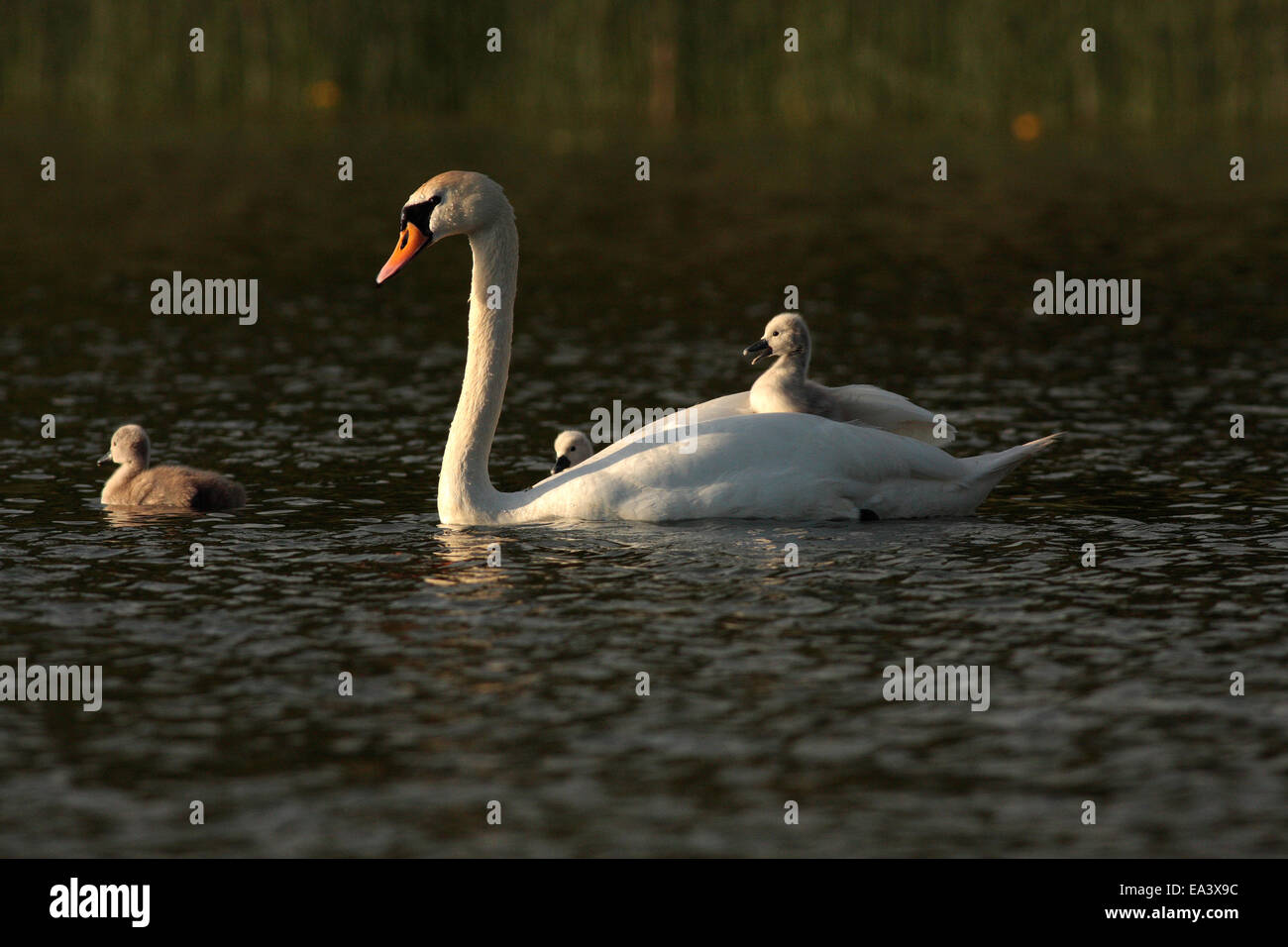 Höckerschwäne und cygnets Stockfoto