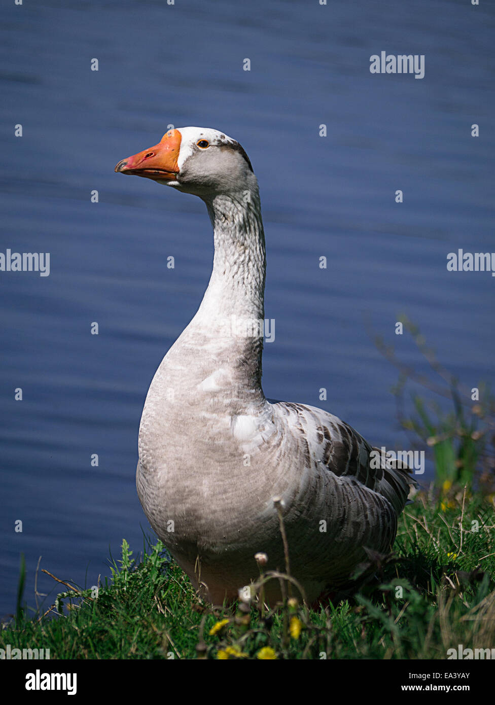 Graue Gans an einem See Stockfoto