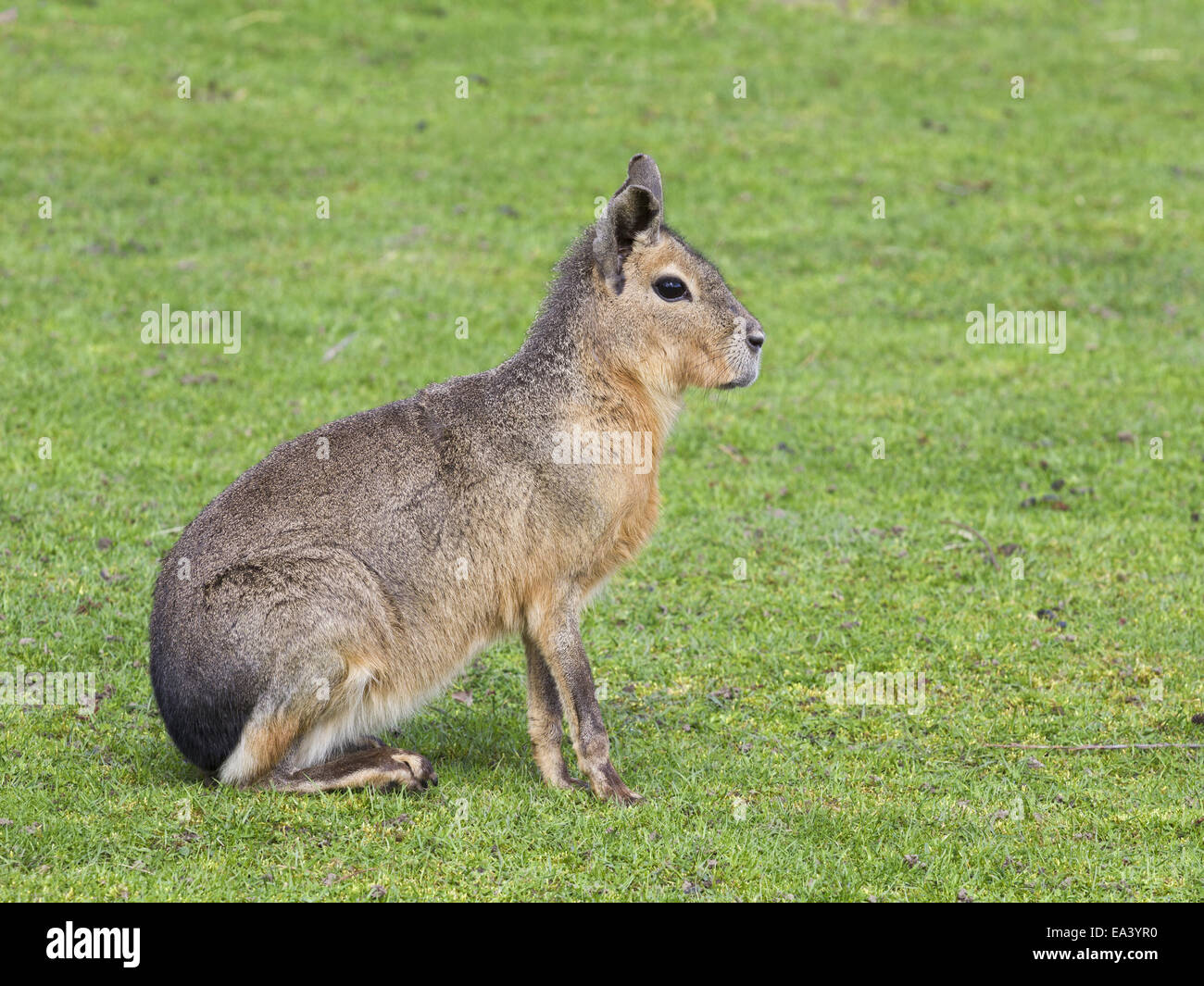 Grosser mara -Fotos und -Bildmaterial in hoher Auflösung – Alamy