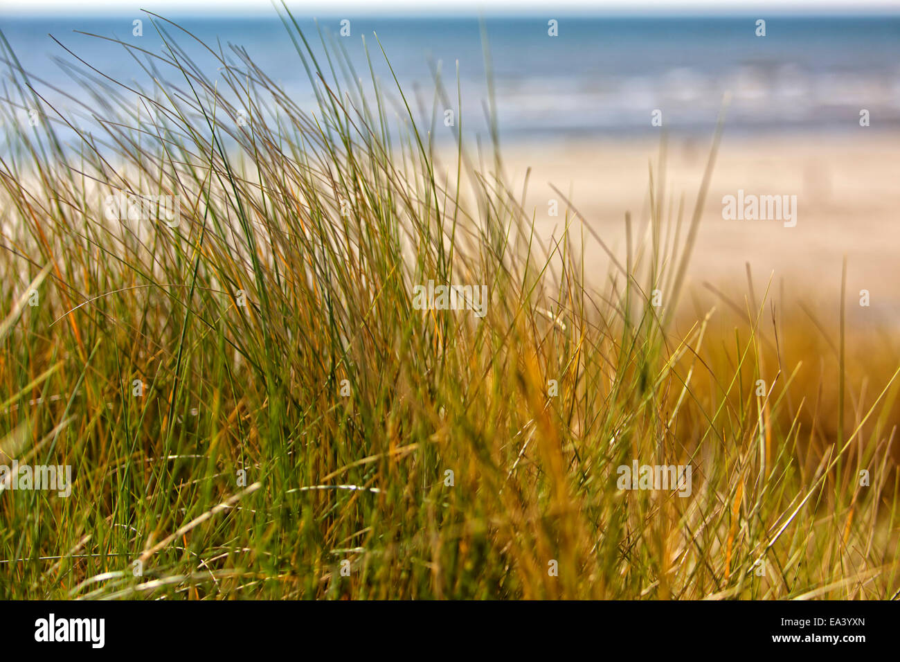 Nordsee Küste Dünengras im wind Stockfoto