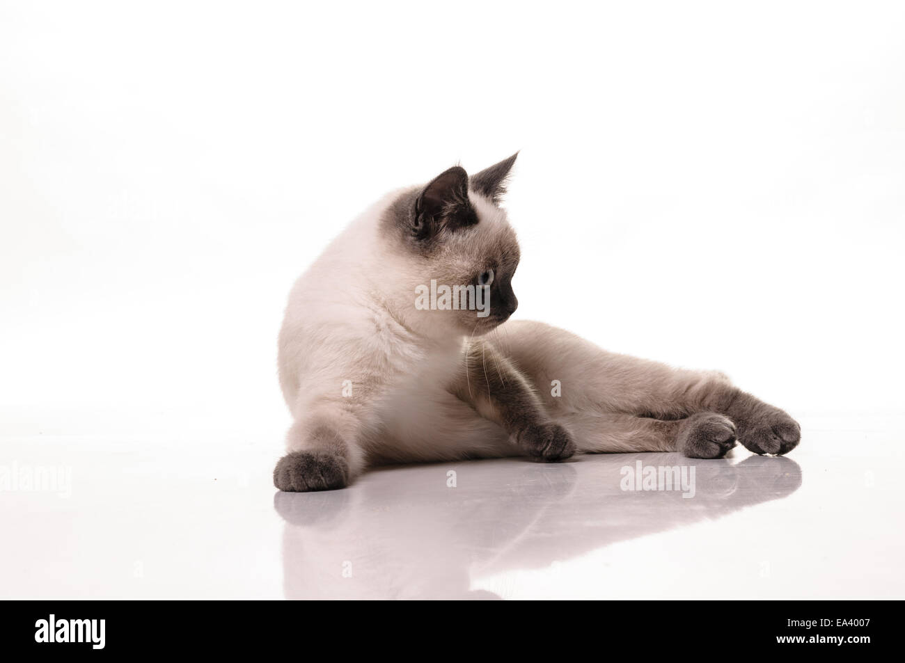 Porträt der Britisch Kurzhaar Katze Stockfoto