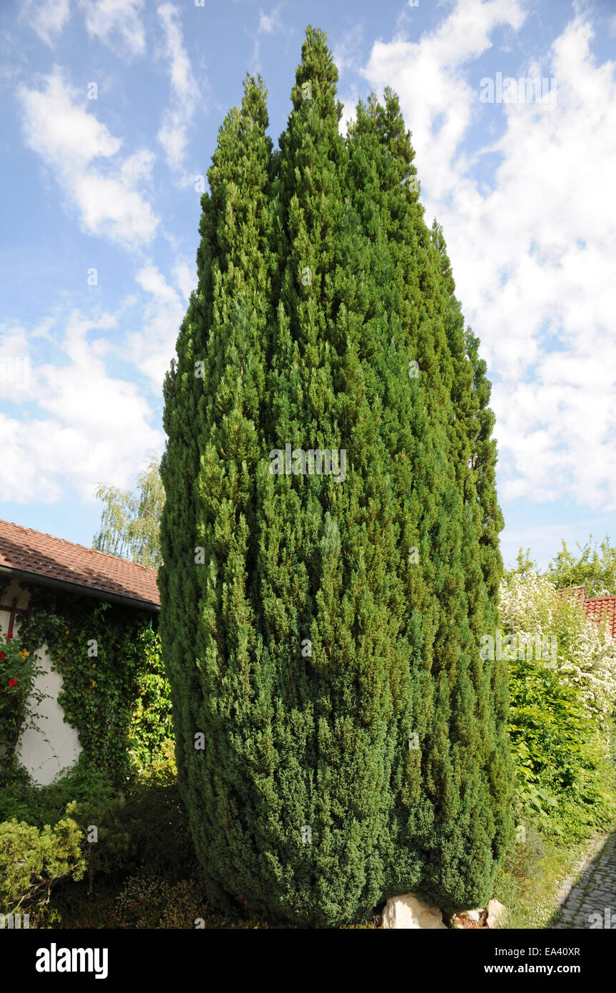 Eastern Red Cedar Stockfotografie - Alamy