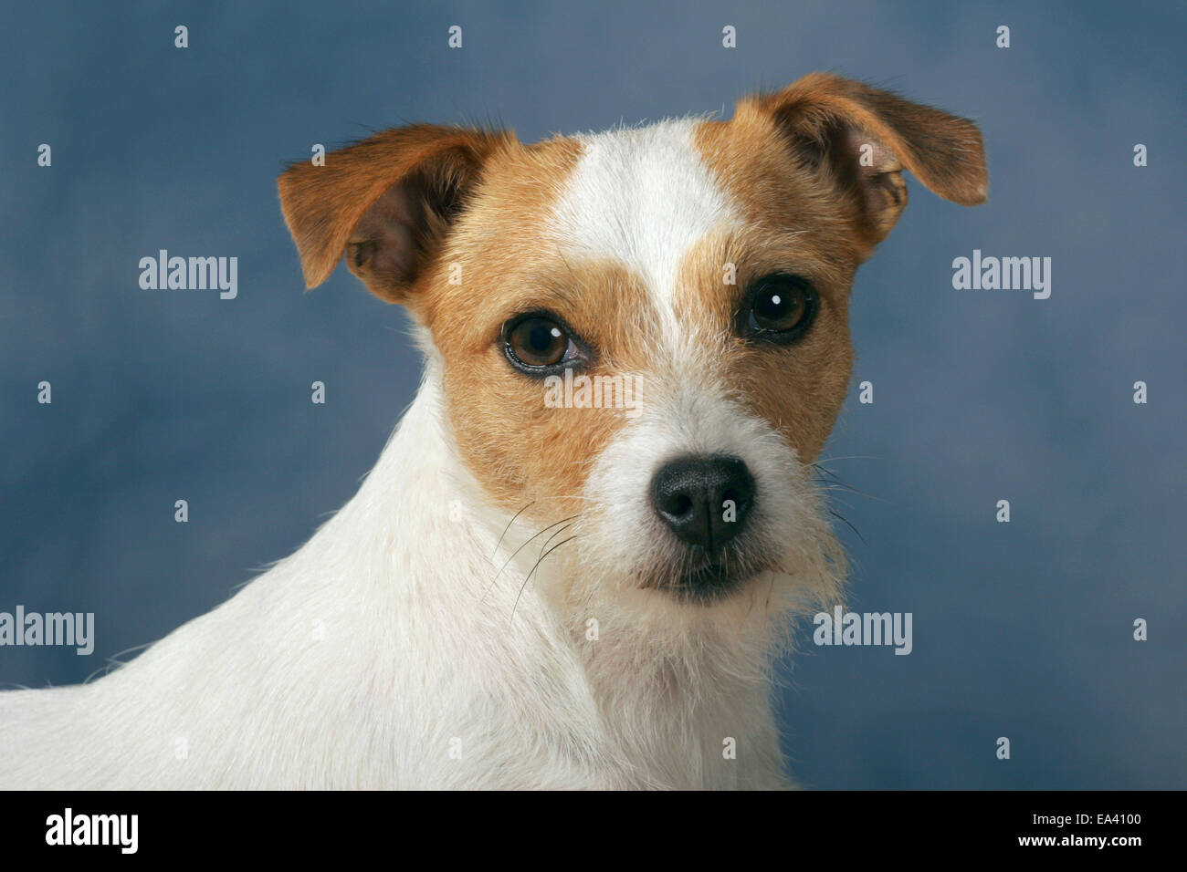 Parson Russell Terrier Portrait Stockfoto