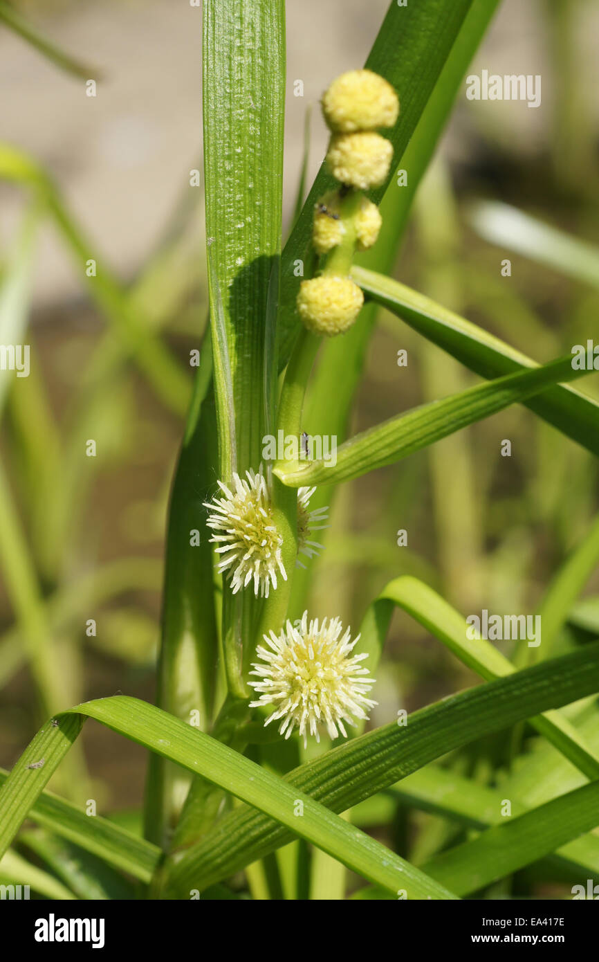 Kleine bur-reed Stockfoto