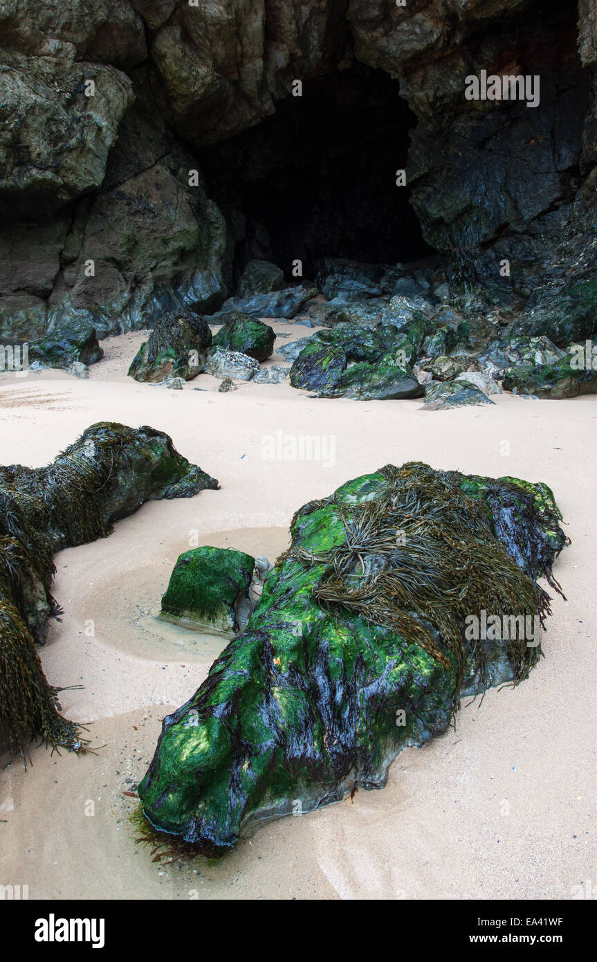 Seetang bedeckt Felsen im Eingang zu einer dunklen Höhle im Holywell Bay in North Cornwall. Stockfoto