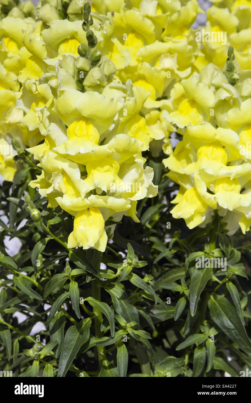 gelb, antirrhinum Stockfoto