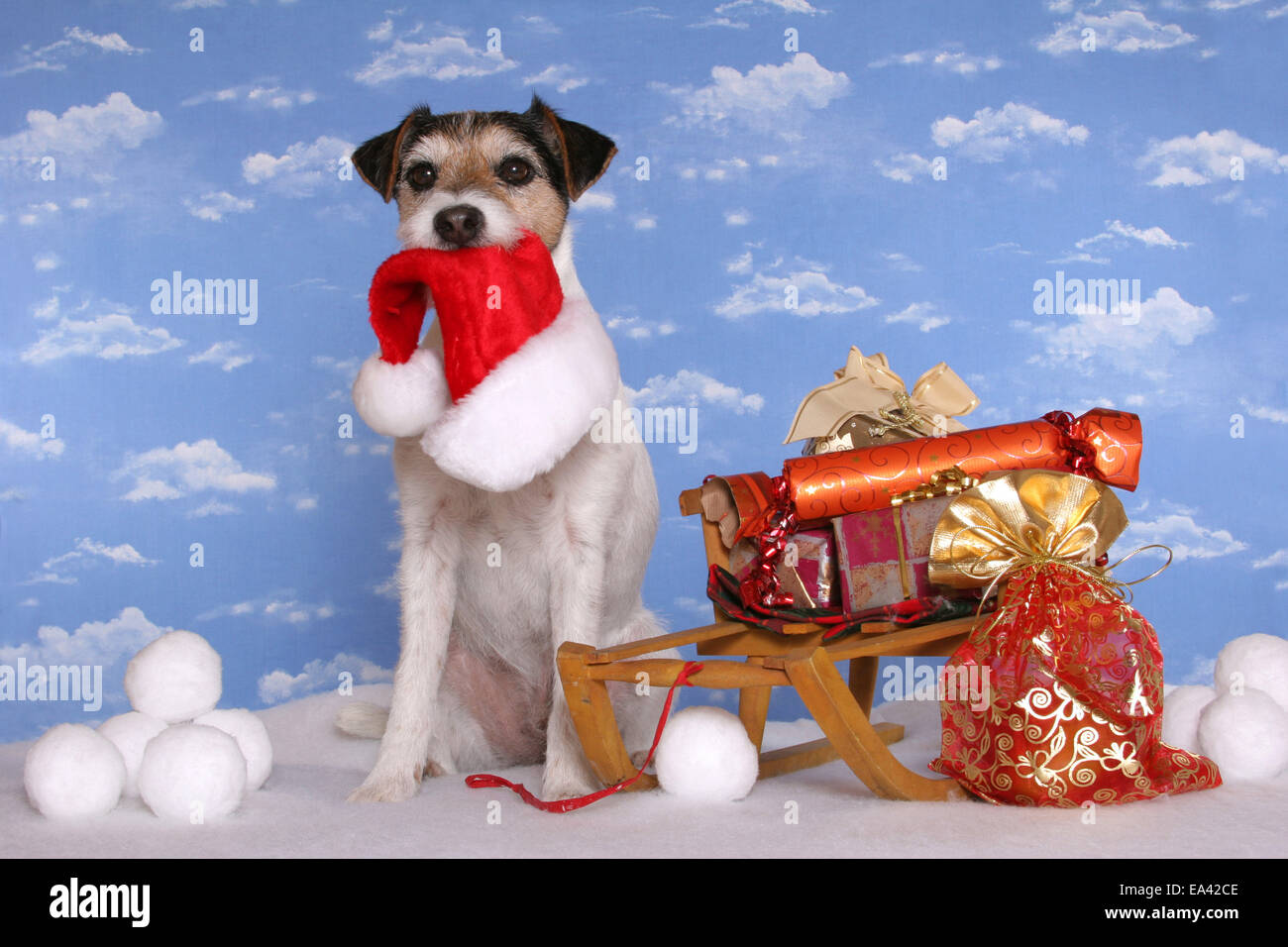 Parson Russell Terrier mit Schlitten Stockfoto