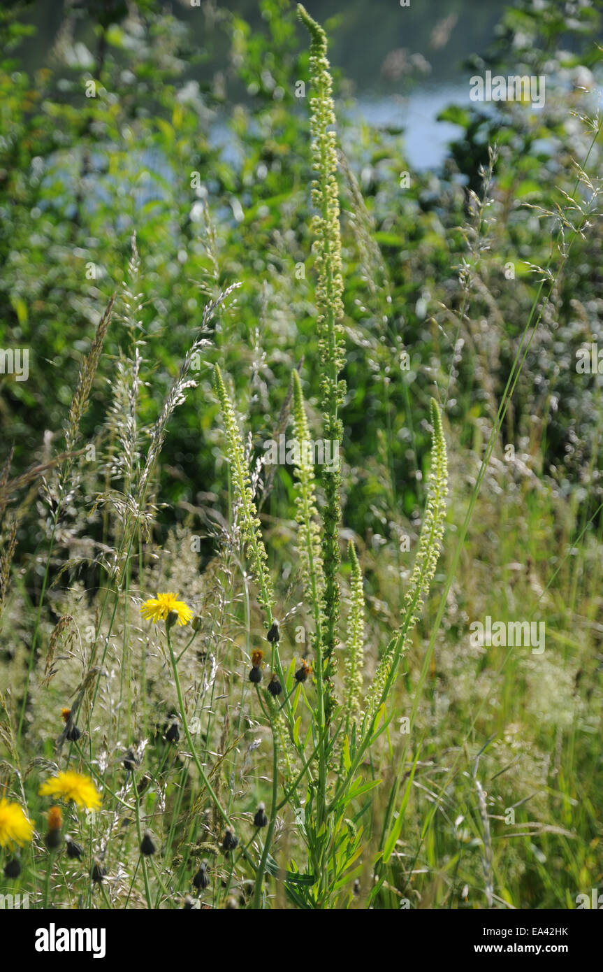 Yellow mignonette Stockfoto