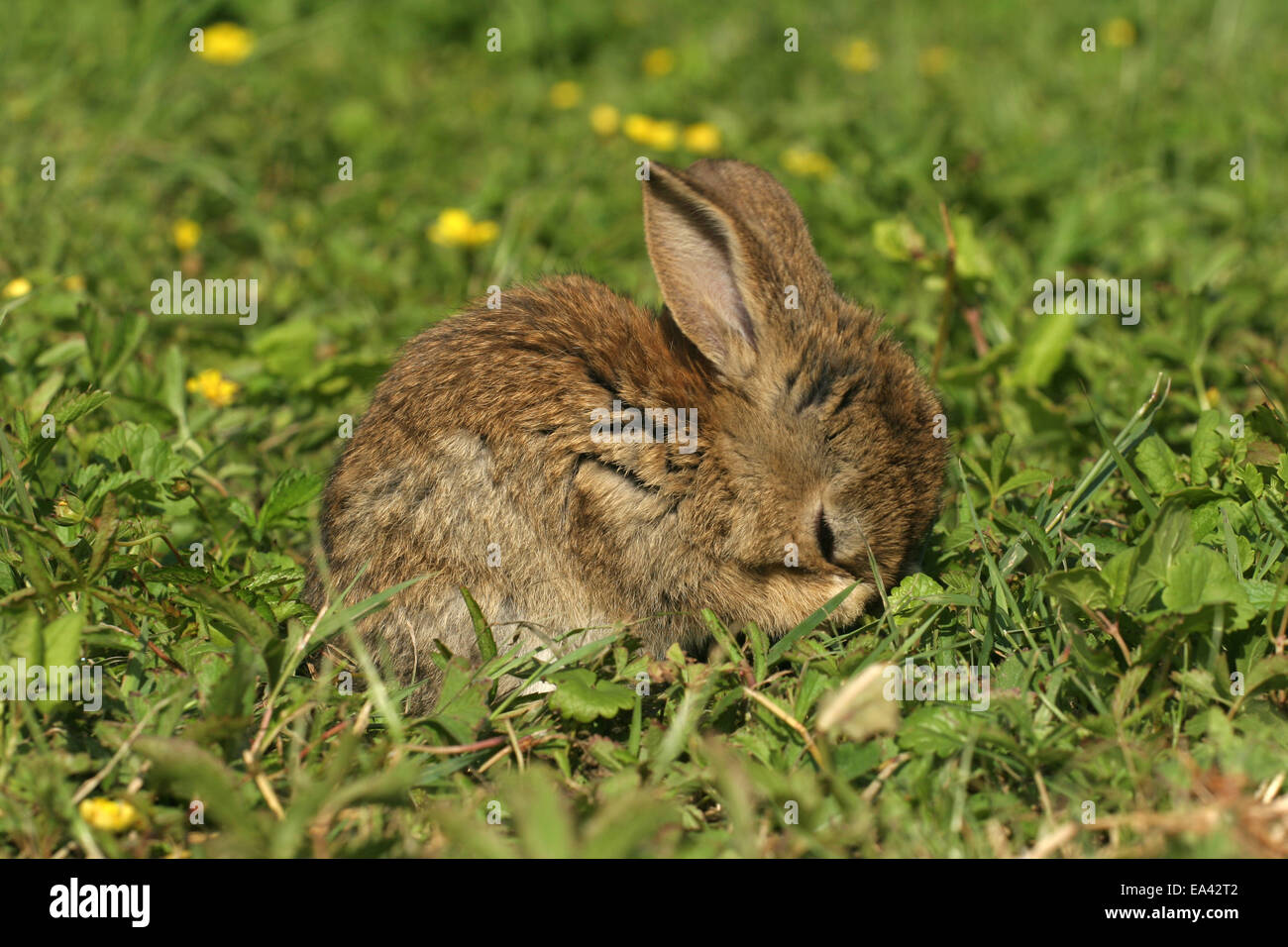Junge Zwerg-Kaninchen Stockfoto