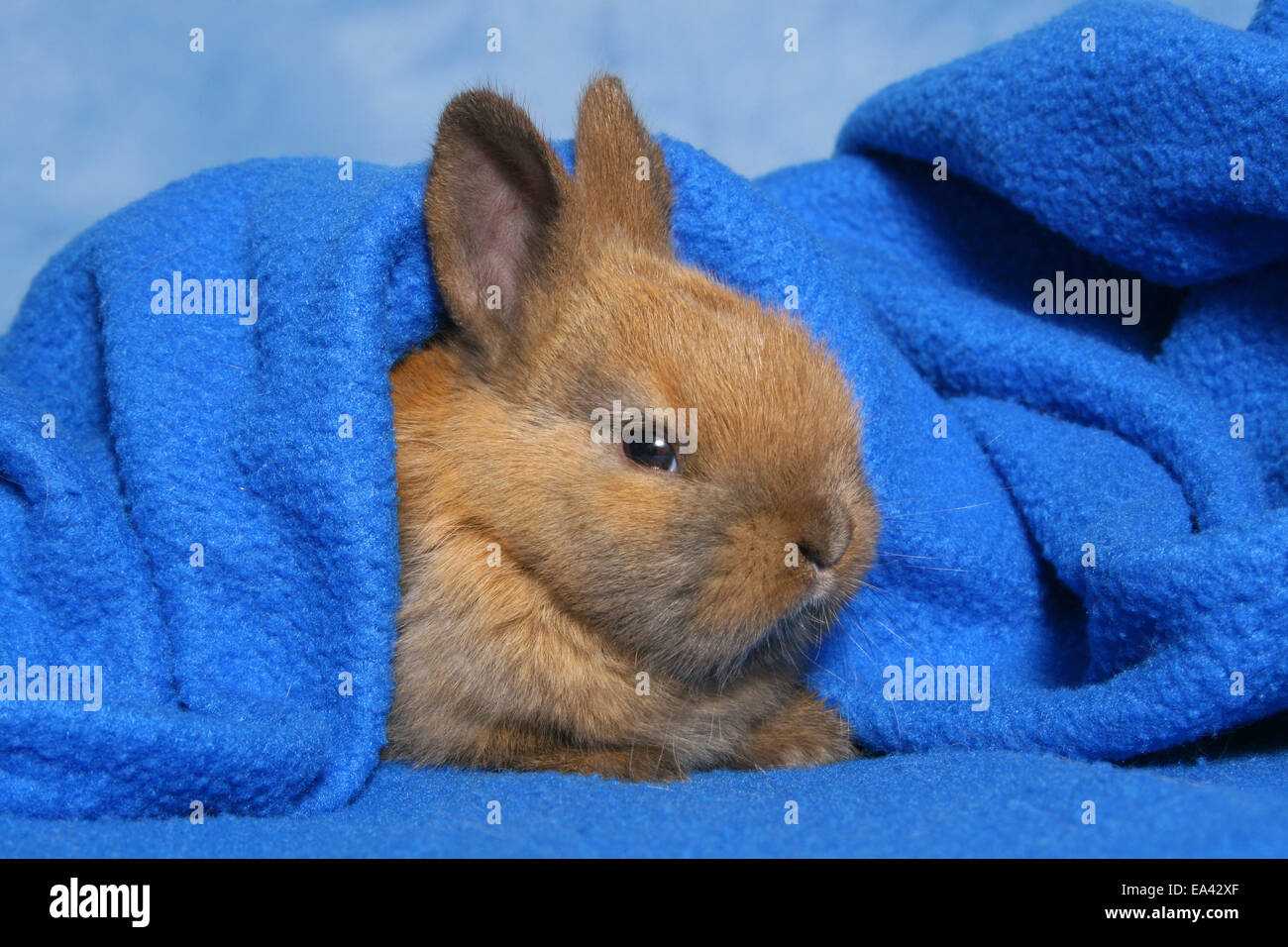 Junge Zwerg-Kaninchen Stockfoto