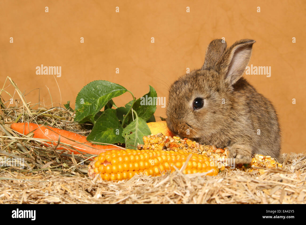 Junge Zwerg-Kaninchen Stockfoto