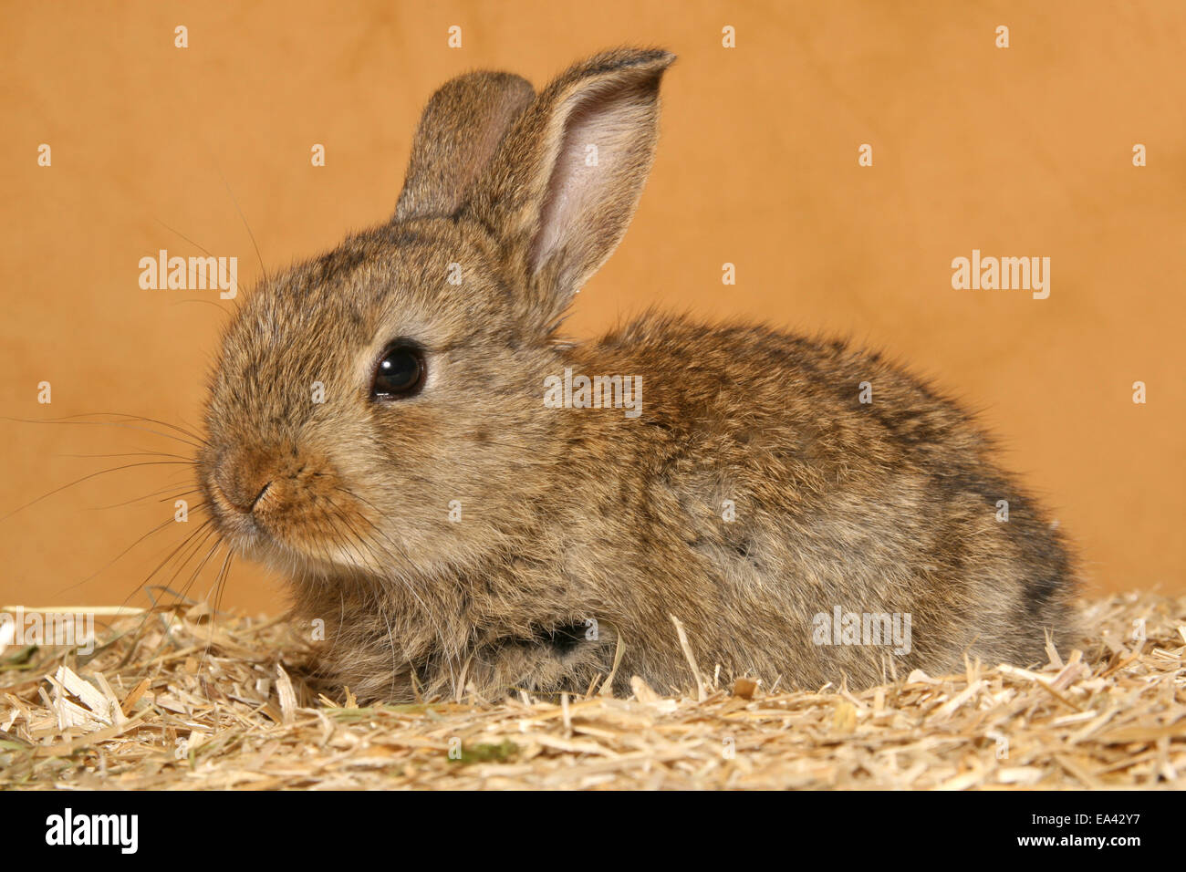 Junge Zwerg-Kaninchen Stockfoto