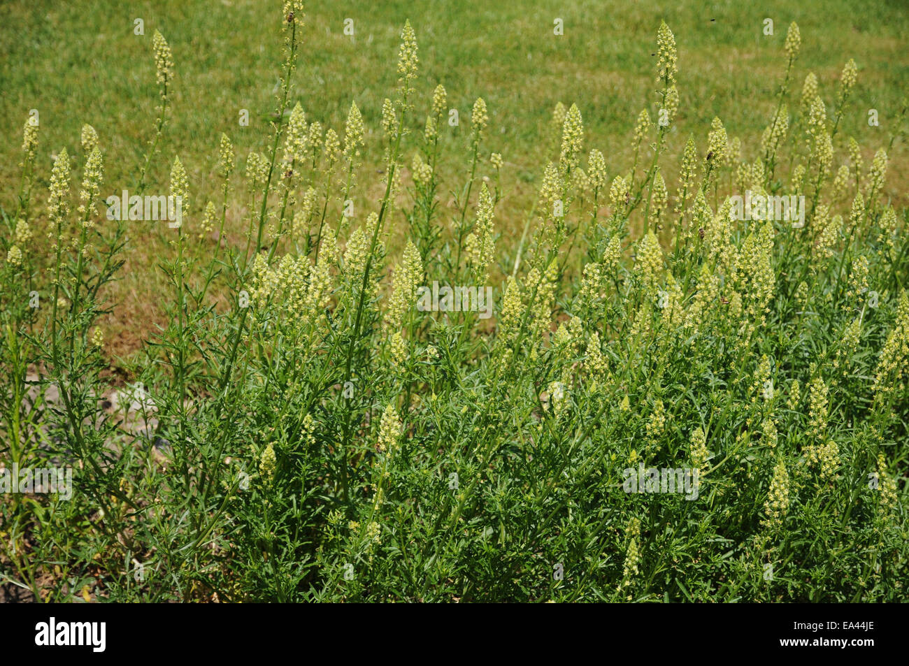 Yellow mignonette Stockfoto