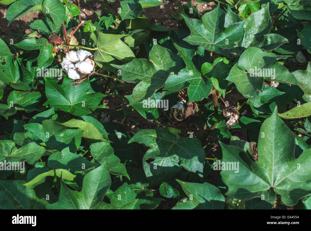 Baumwoll-Plantage. Grüne Blätter. Blühende Baumwolle Stockfoto