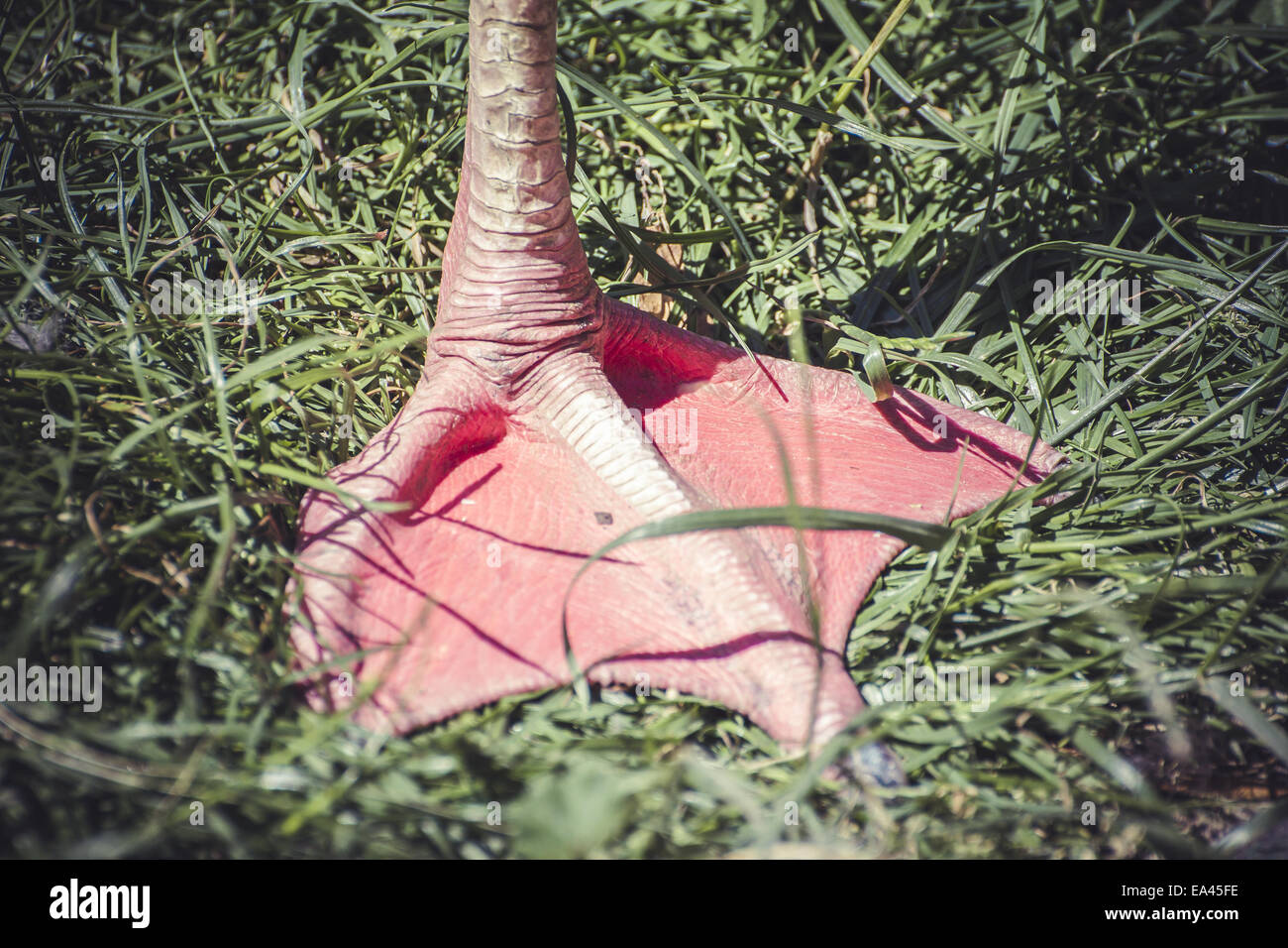Detail Flamingo Bein ruht auf dem Rasen Stockfoto