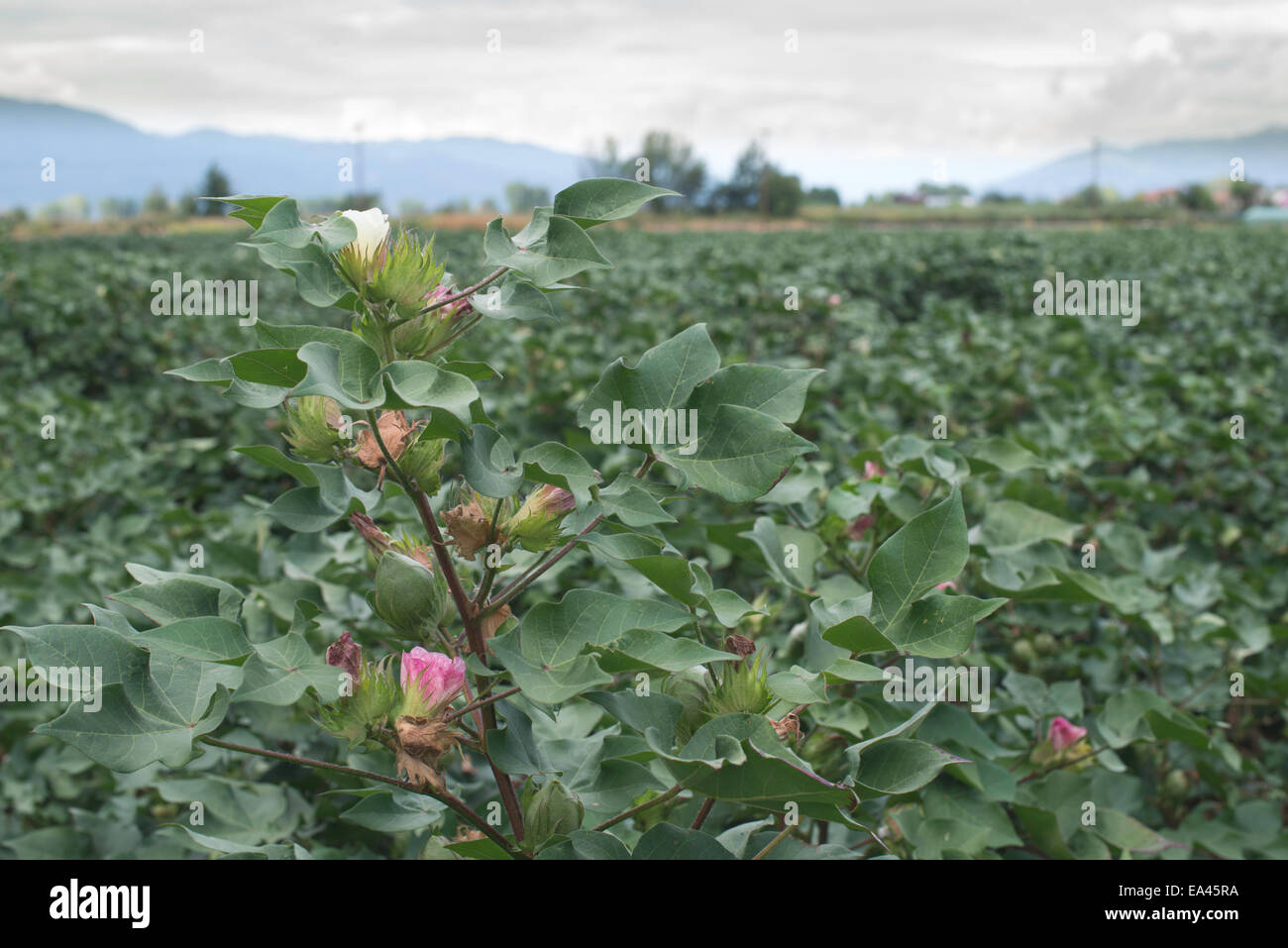 Blühende Baumwolle. Rosa und weiße Blüten Stockfoto