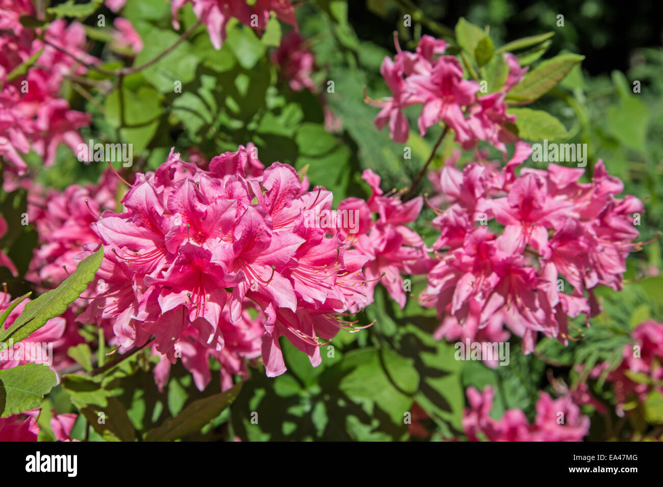 Blühenden rhododendron Stockfoto