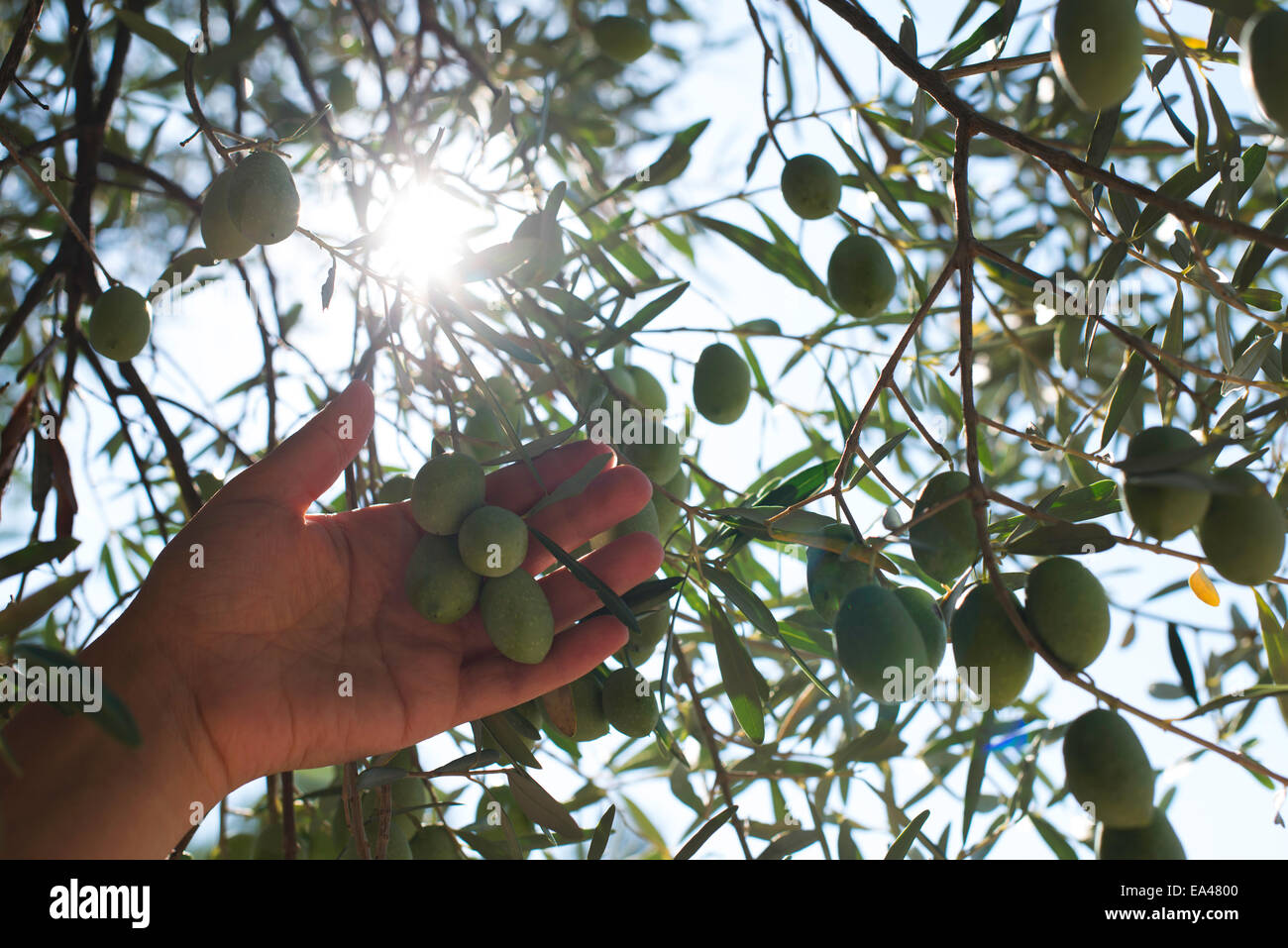 Hand Olivenbaum Zweigstelle. Sonne-Licht Stockfoto