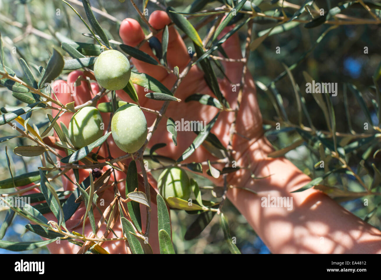 Hand Olivenbaum Zweigstelle. Sonne-Licht Stockfoto