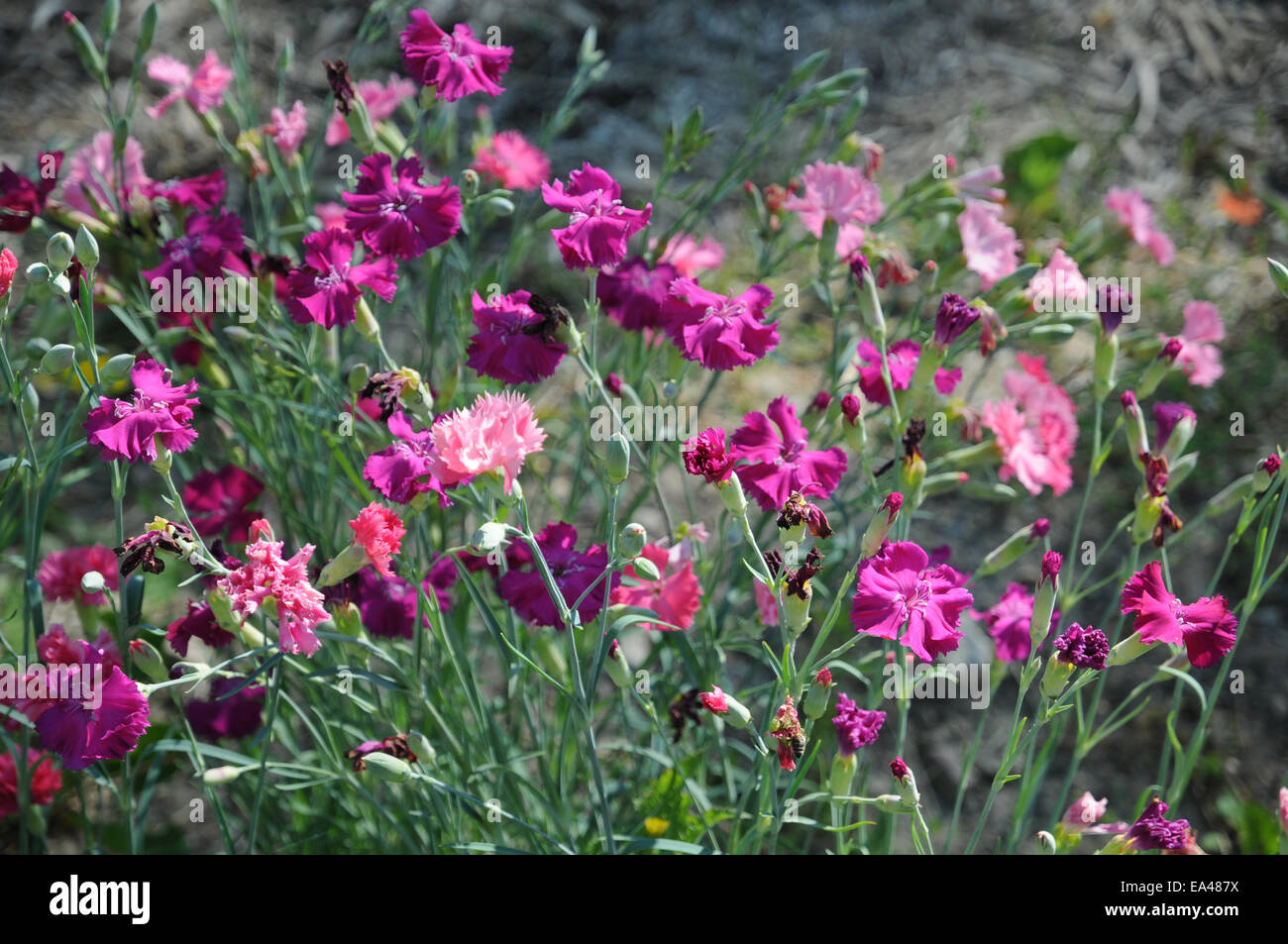 Rosa Nelke Stockfoto