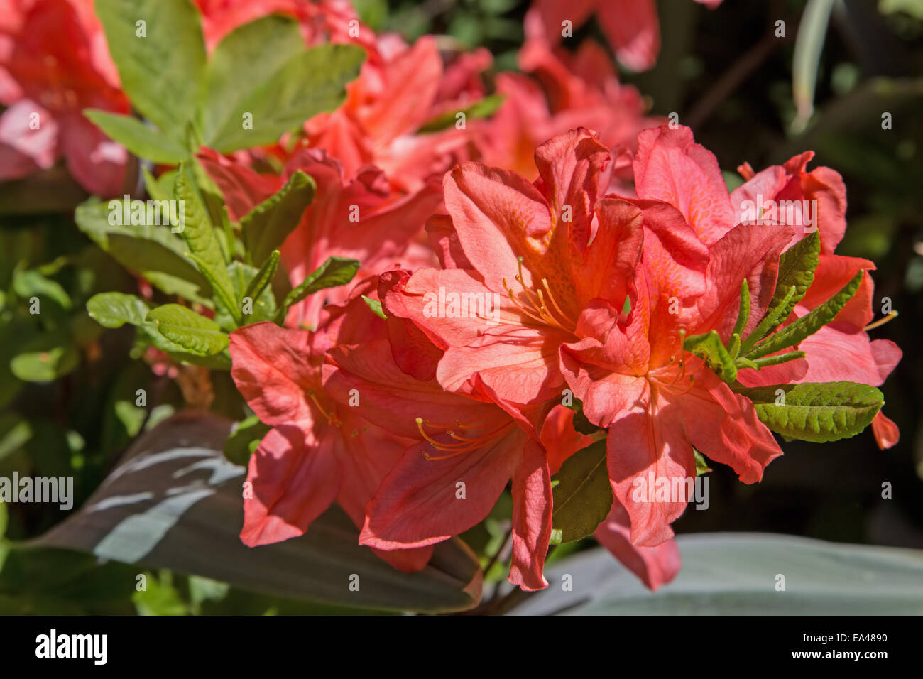 Blühenden rhododendron Stockfoto