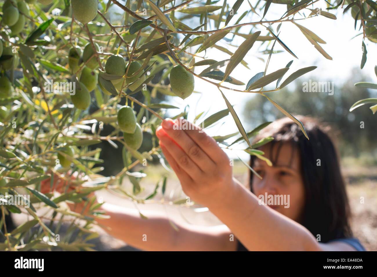 Oliven pflücken. Frau halten Olivenzweig Stockfoto
