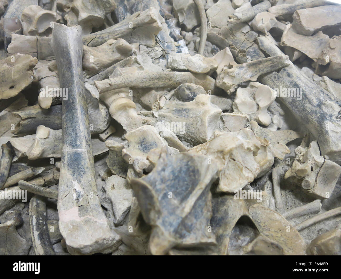 Museum für Geologie, South Dakota School of Mines & Technology in Rapid City, die Black Hills, SD, USA Stockfoto