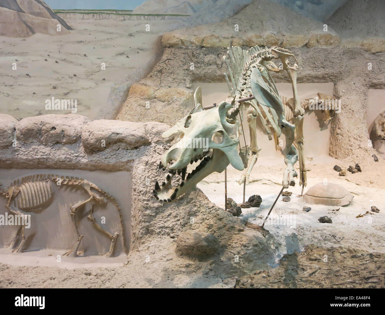 Museum für Geologie, South Dakota School of Mines & Technology in Rapid City, die Black Hills, SD, USA Stockfoto