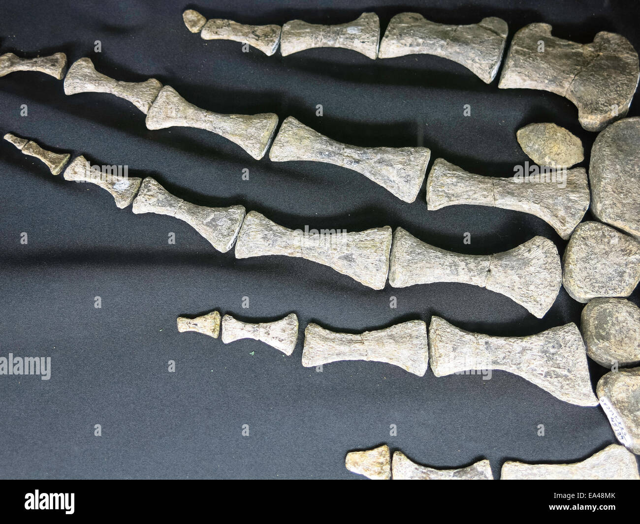 Museum für Geologie, South Dakota School of Mines & Technology in Rapid City, die Black Hills, SD, USA Stockfoto