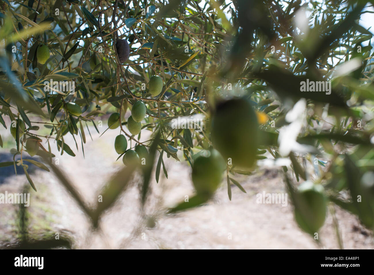 Olivenzweige auf Vordergrund. Olive-Plantage Stockfoto