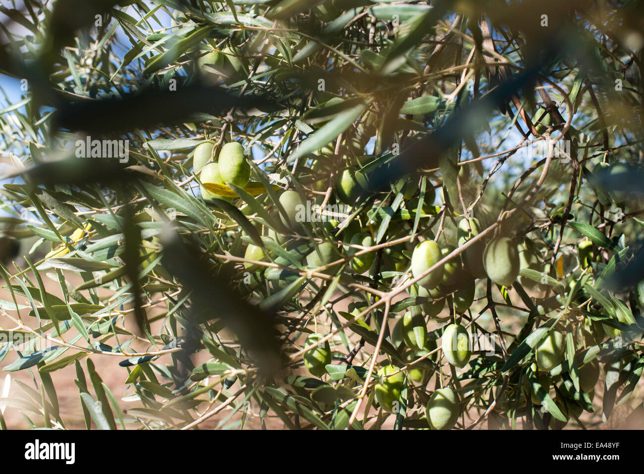 Olivenzweige auf Vordergrund. Olive-Plantage Stockfoto