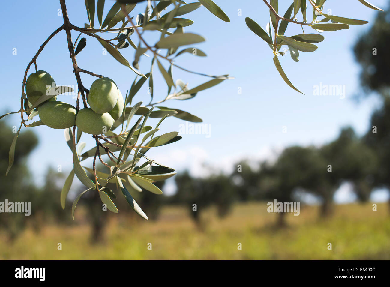 Olivenzweige auf Vordergrund. Olive-Plantage Stockfoto