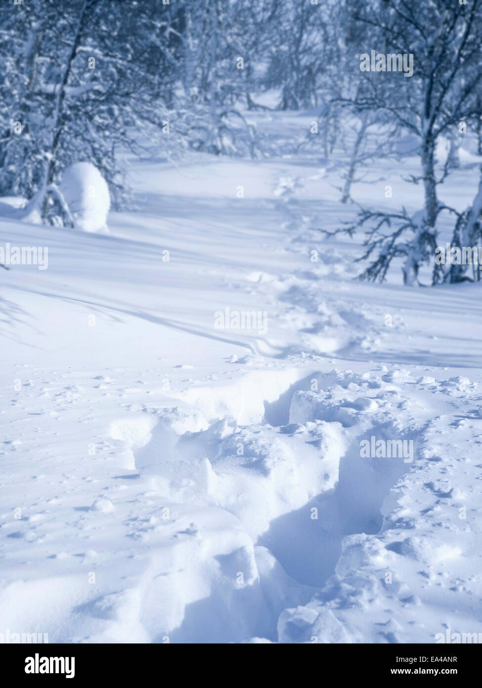 Fußabdrücke in frischen, tiefen Schnee in den norwegischen Wäldern Stockfoto