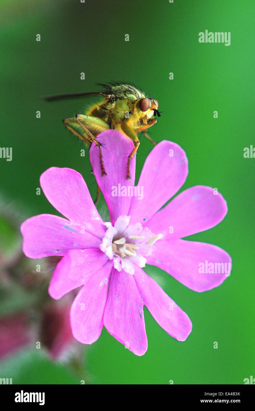 Männliche gelbe Dung ruht auf rote Campion Blume fliegen. Dorset, UK Juni 2012 Stockfoto