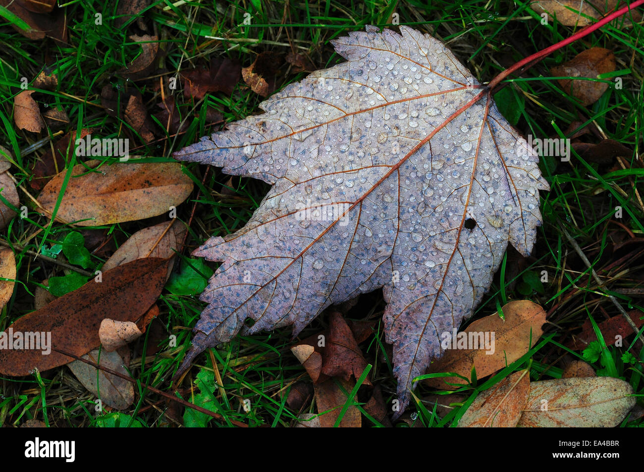 Die Rückseite eines Blattes der Herbst zeigt seine Adern UK gefallen hat Stockfoto