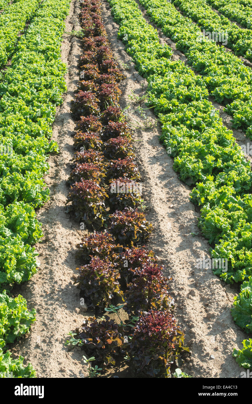 Salatfeld Plantage. Tageslicht Stockfoto